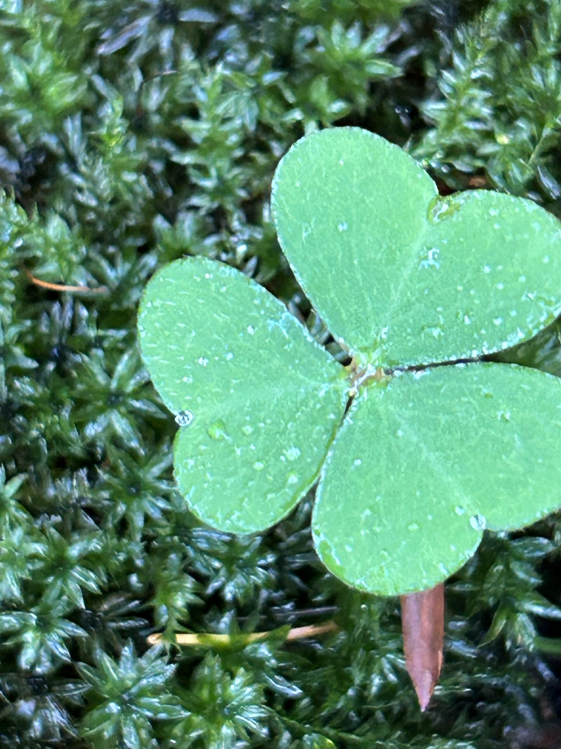 Ferienwohnung Bornhagen Eichsfeld Burg Hanstein Kleehöppchen Familie Rinke Ferienhaus Bornhagen Thüringen Hanstein